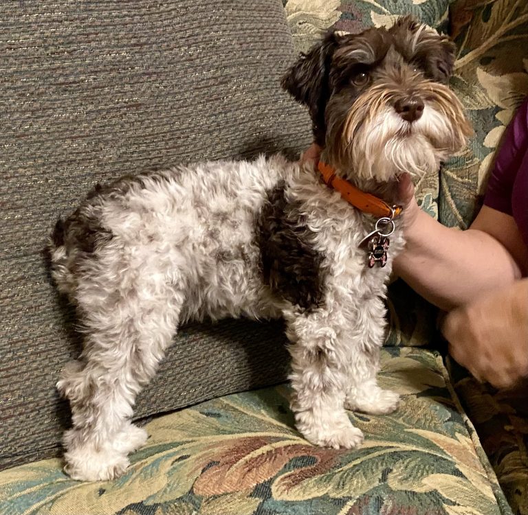 Click here to see Beatrix' litter!